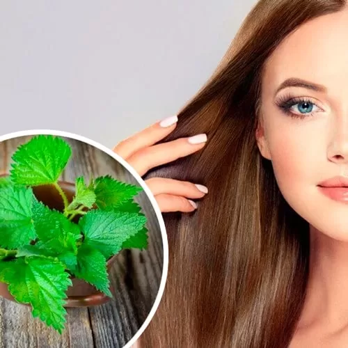 خواص گزنه برای ریزش مو