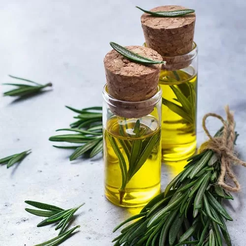 خواص گیاه و روغن رزماری