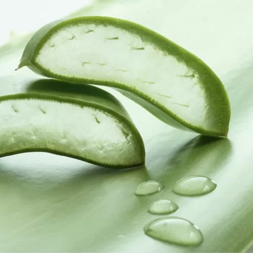 خواص گیاه آلوئه ورا یا آلوورا