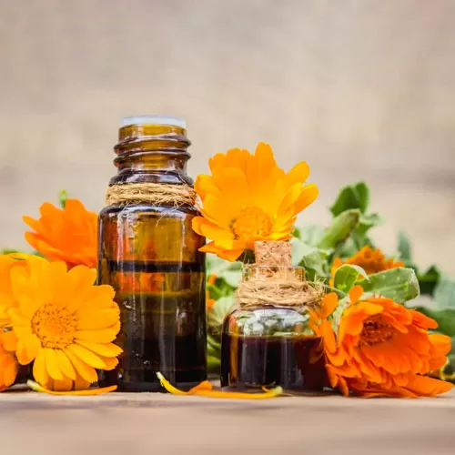 خواص روغن کالاندولا یا گل همیشه بهار چیست؟